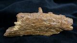Fossil Crocodile Maxilla (jaw) - Cretaceous #1361-4